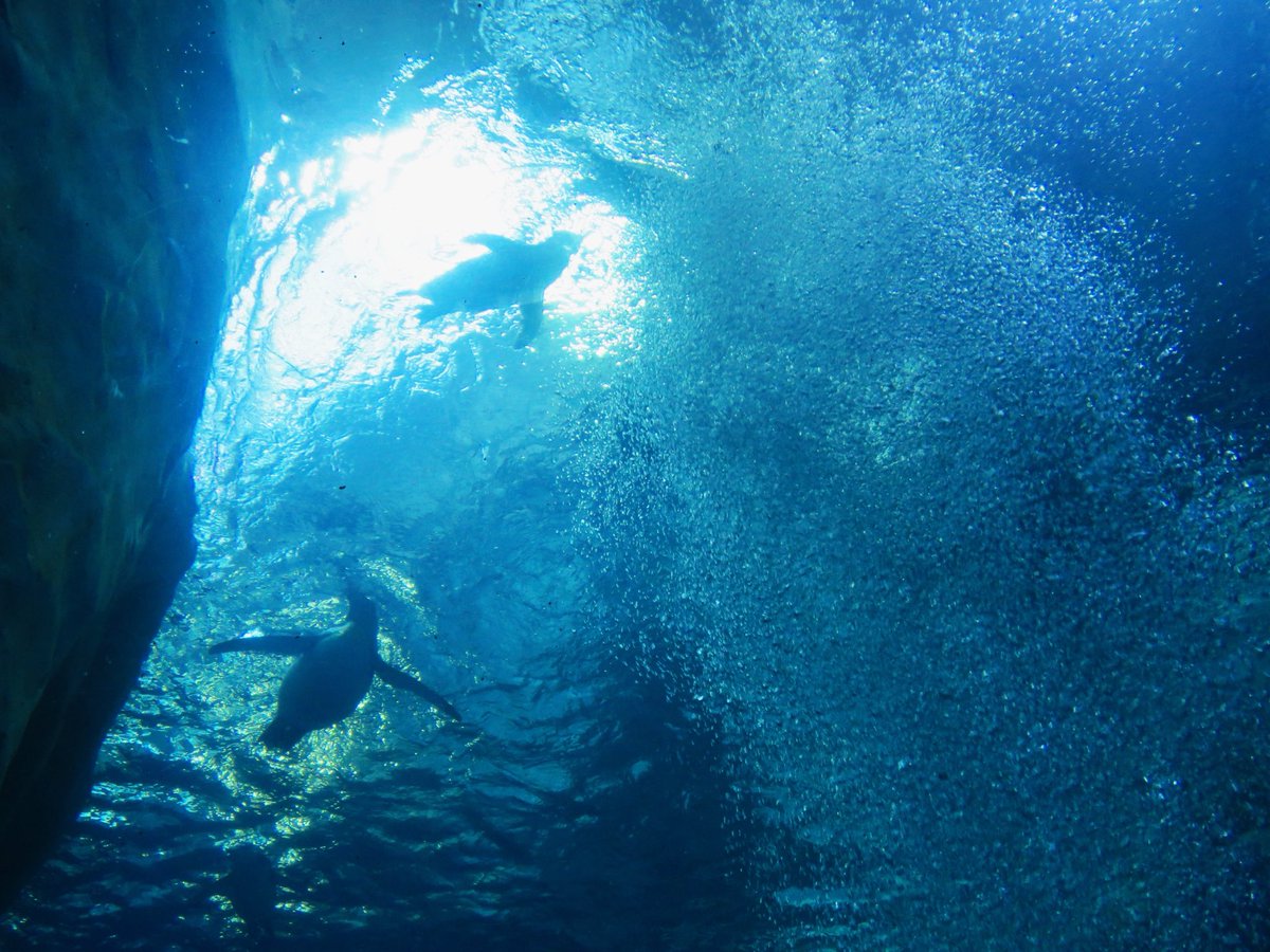 Mane_Attract's tweet image. The Secret Undersea Cavern 🪸🐧 #detroit #detroitzoo #penguins #photography #mariogalaxy