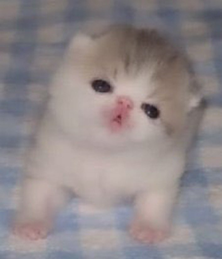 Brainless (@brainless_kitty) on Twitter photo 