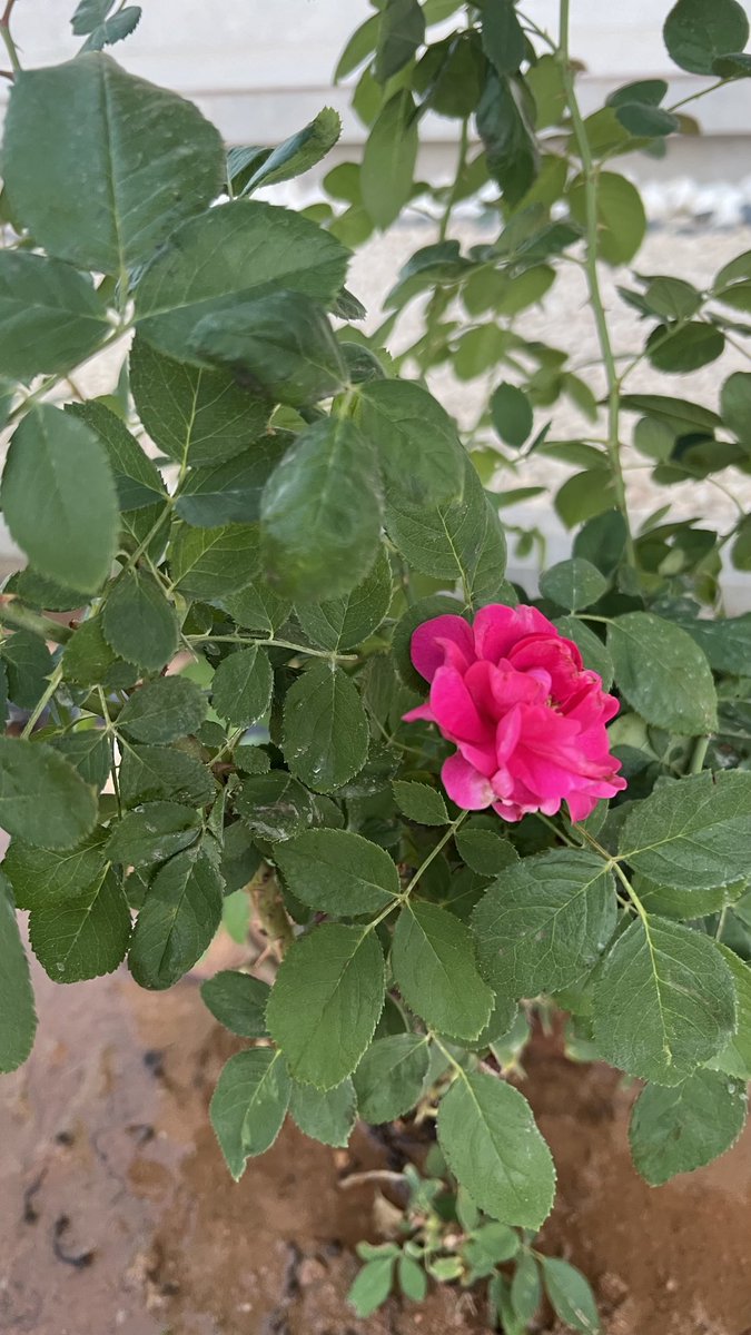 nora0ail's tweet photo. https://t.co/pugJfQIDVl