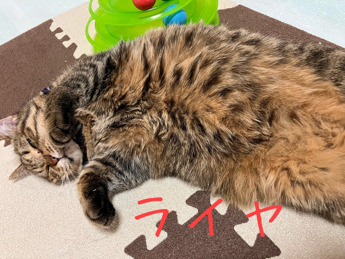 非営利型 一般社団法人 ねこたまご (@nekotamago_) / Posts / X