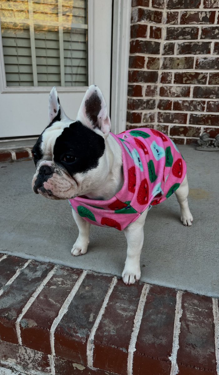 BLACK FRIDAY SALE STARTS NOW!

Vega is ready for tonights cold weather in her Pink Gumdrop Pullover. It's 25% off now in the Etsy Store. 

thefabfrenchieco.etsy.com