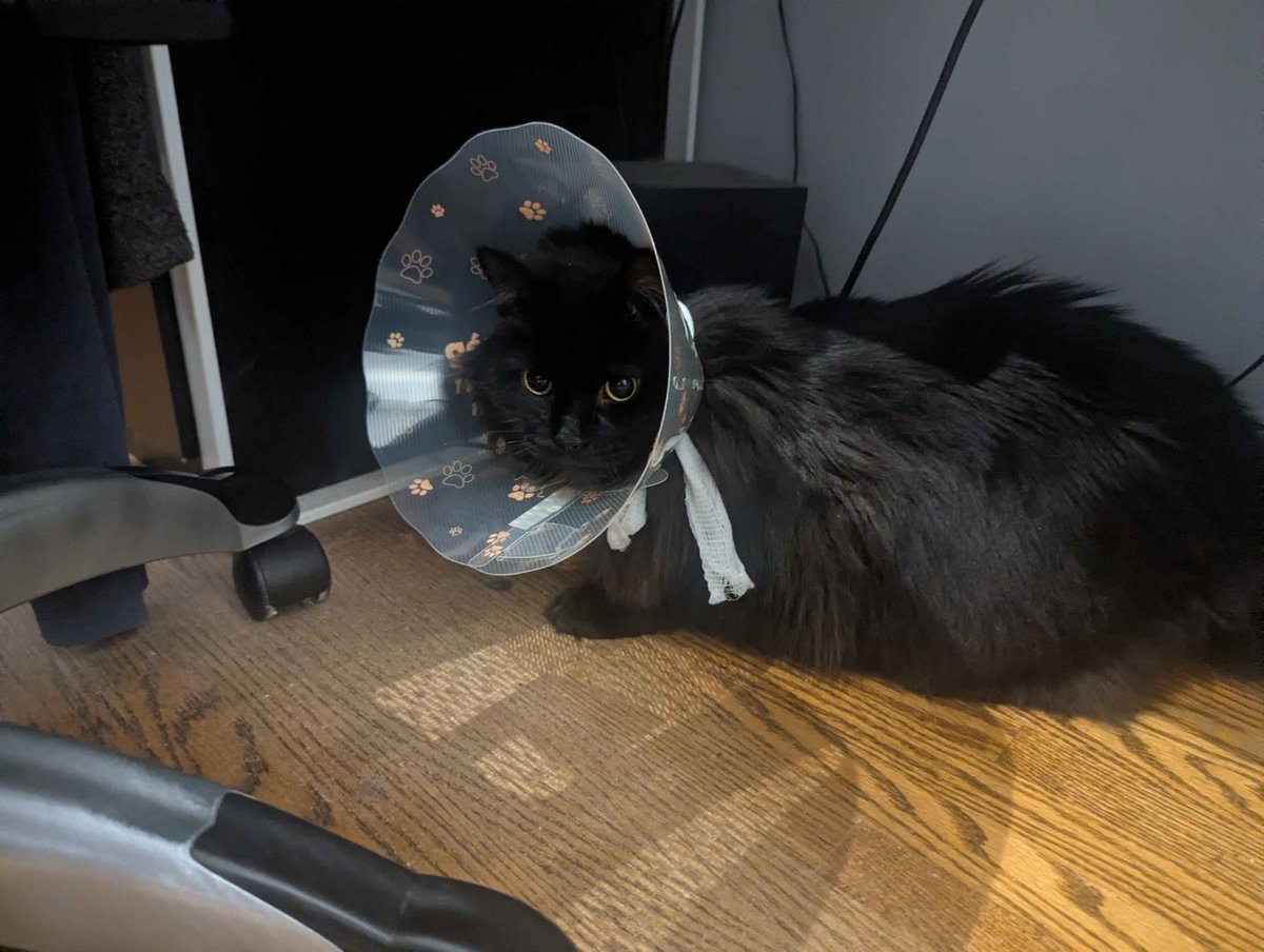 mattgcn's tweet image. everyone give all their energy to mr had to go to the emergency vet for exploded ass
