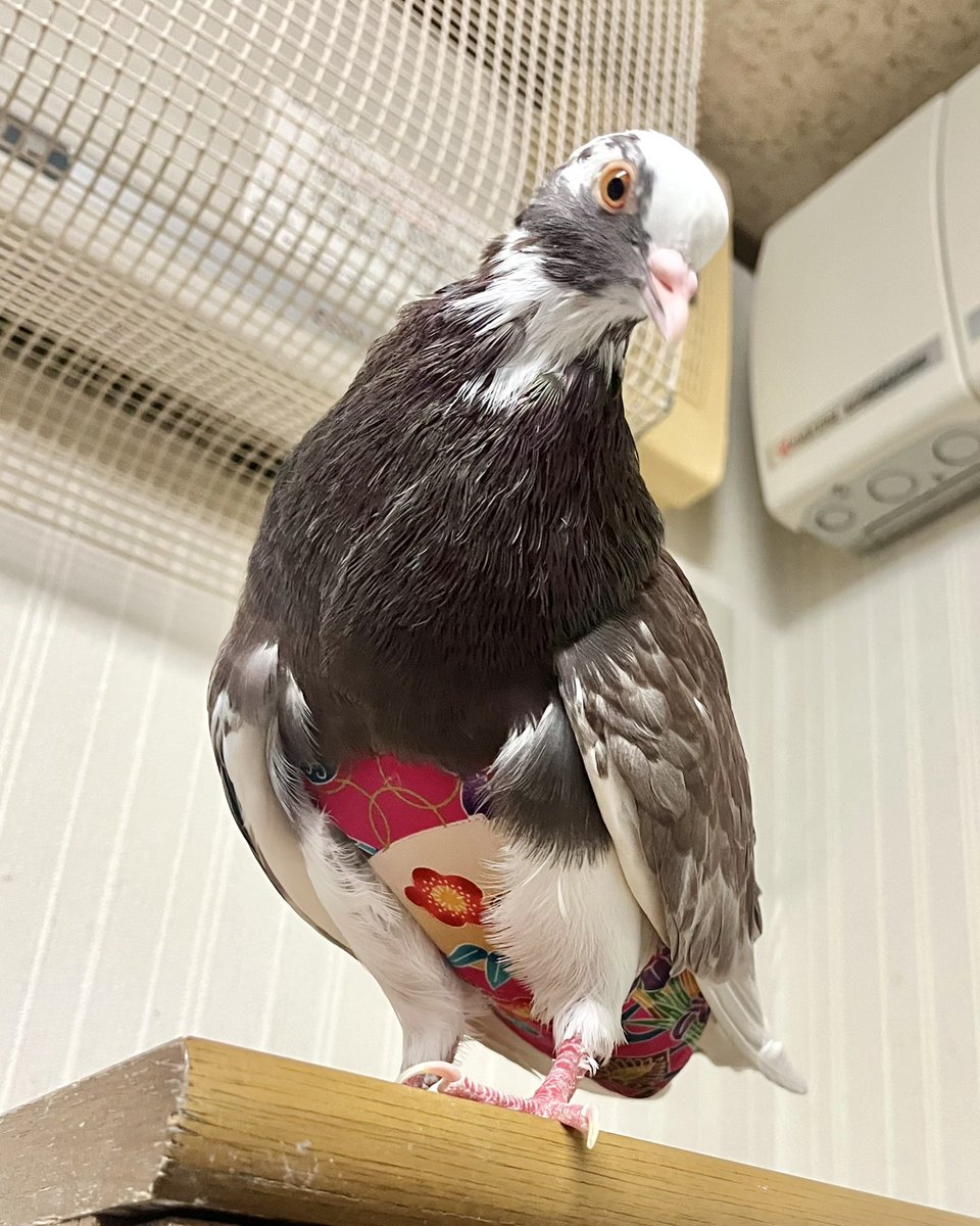 やーと。 (@ys_aviary) / Posts / X