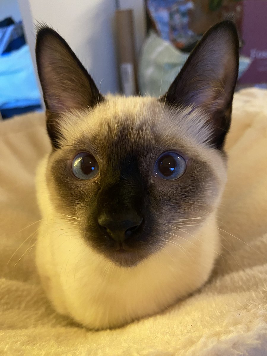 cabbageist's tweet image. this is fern aka:

fernie or ferneee
fernalicious
fernnegan
lil uzi fern
tiny (cuz she tiny)
if in loaf position, “fern lerf”