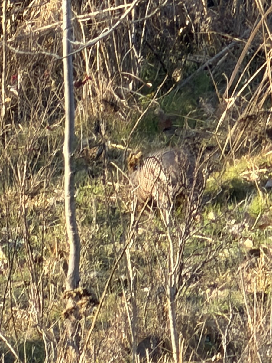 Popbetts tweet media