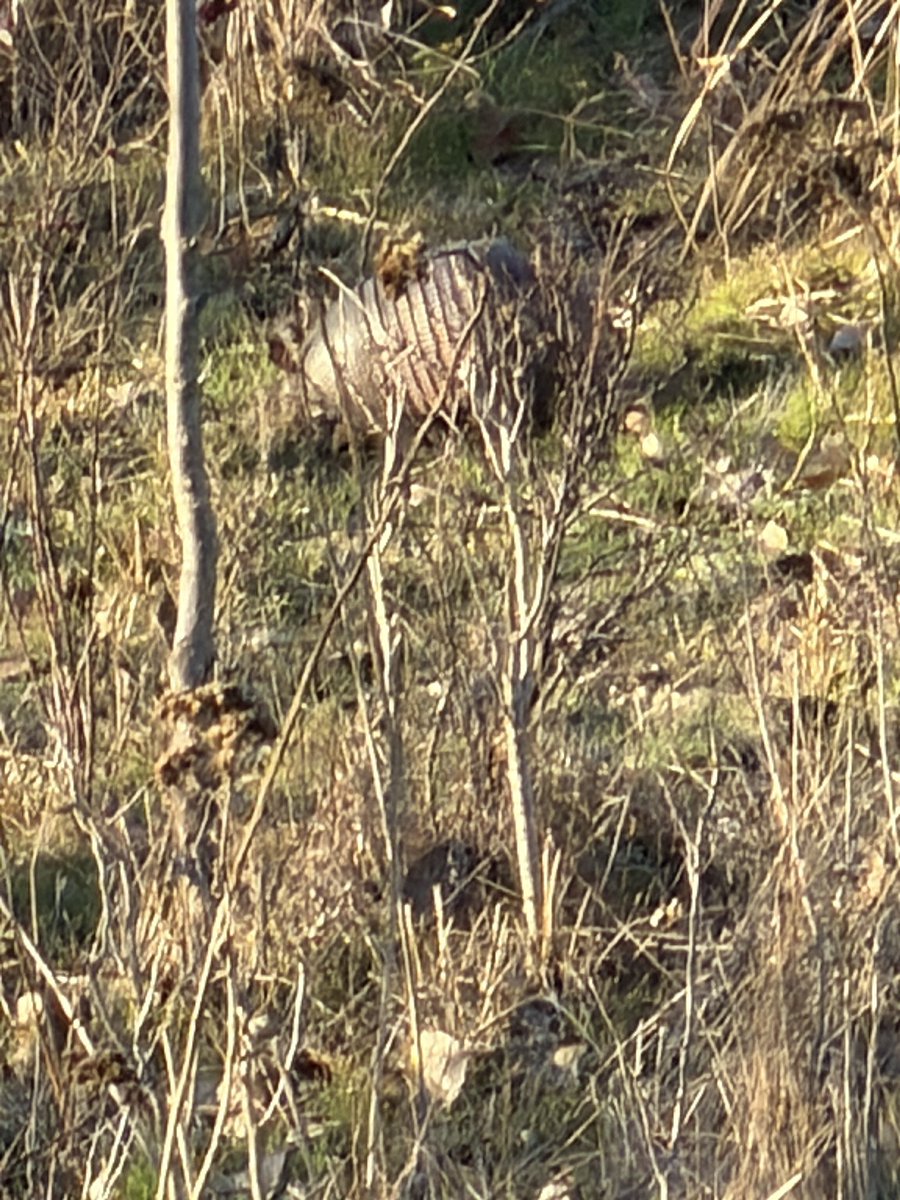 Popbetts tweet media