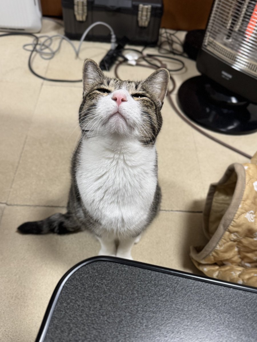 ぎんねこページ ぎんのねこ (@ginnonekoch) / Posts / X