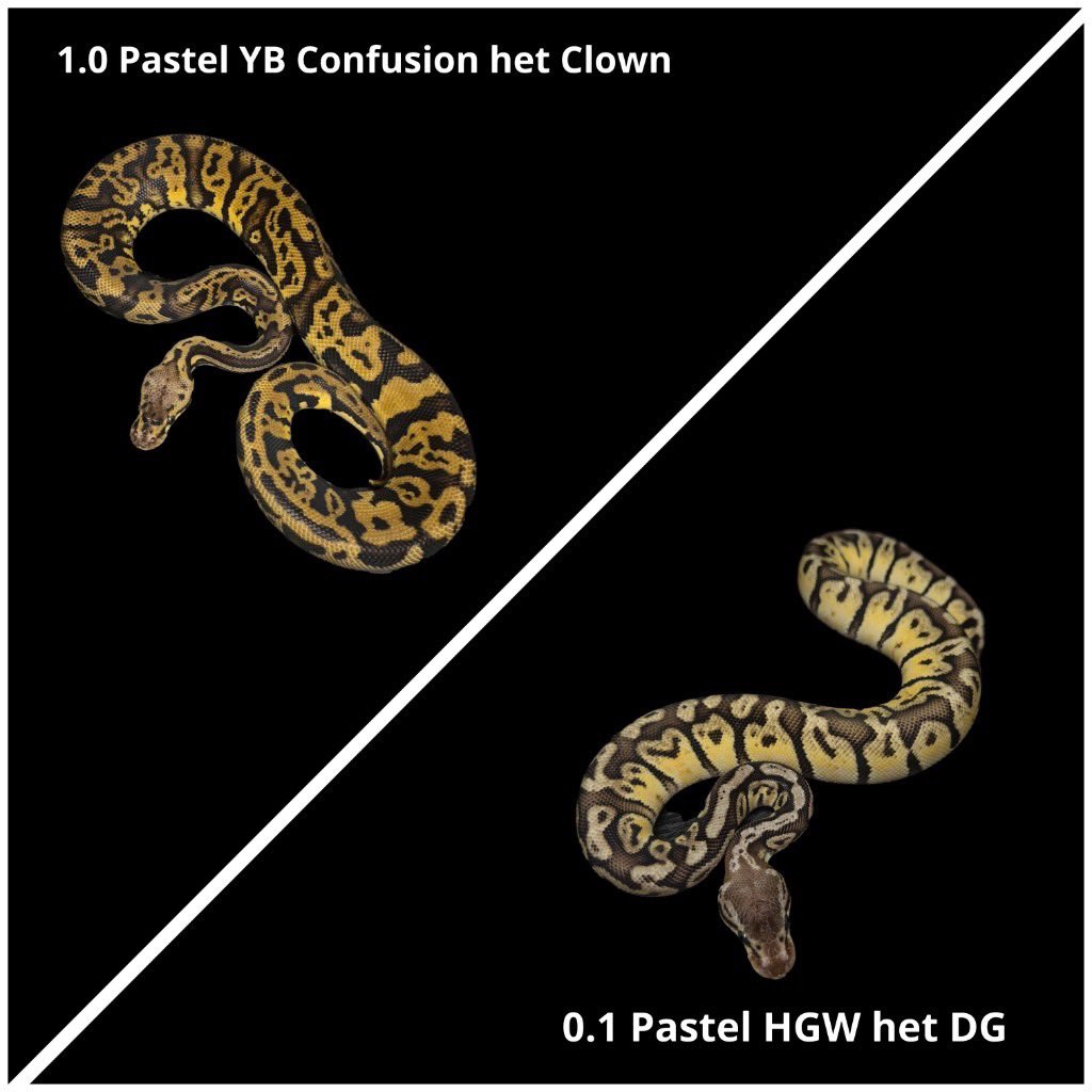 Dnasty0014Y3l's tweet image. #YBCB
#BallPython
#prcs25
#ボールパイソン