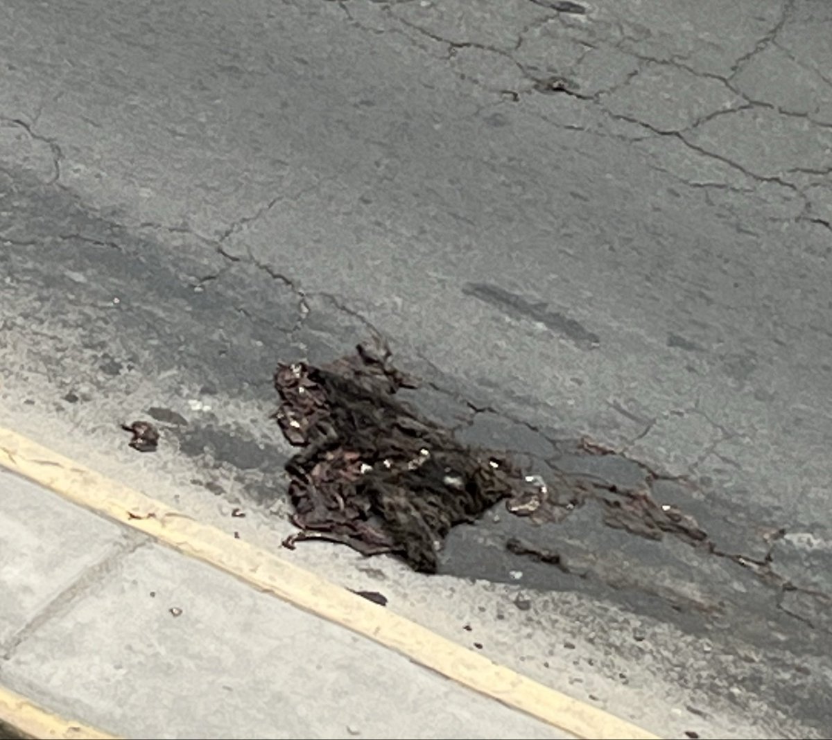 fmskon's tweet photo. @MuniMiraflores @CarlosCanalesA2 incapacidad desde la municipalidad! Ayer reporte que un perro había sido atropellado y van dos días y nadie recoge el cuerpo reventado del pobre animal! Los carros siguen pasando! #crueldad @americatv_peru @Latina_Noticias @PanamericanaTV #EnVivo https://t.co/Rh16x5P7r1