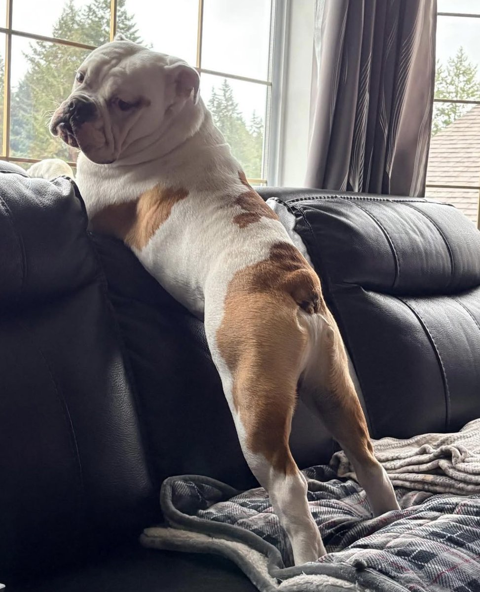 Art by Heim (Johnny) tweet media