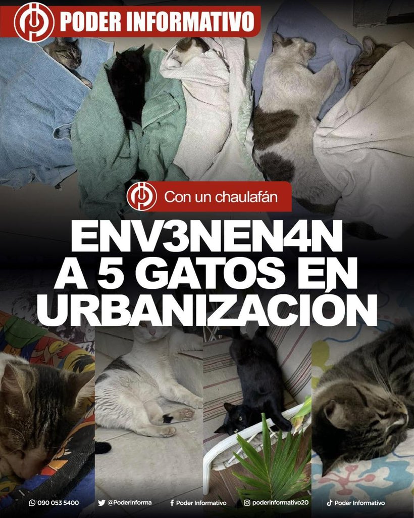 PoderInforma's tweet image. #MANTA || En una urbanización de la ciudad, 5 gatitos fueron enve-nenados por un vecino. Anoche los alimentó con un chaulafán contaminado.

En camaras de seguridad se logra ver cómo los felinos se acercan a la comida y la ingieren; al poco tiempo murieron.
