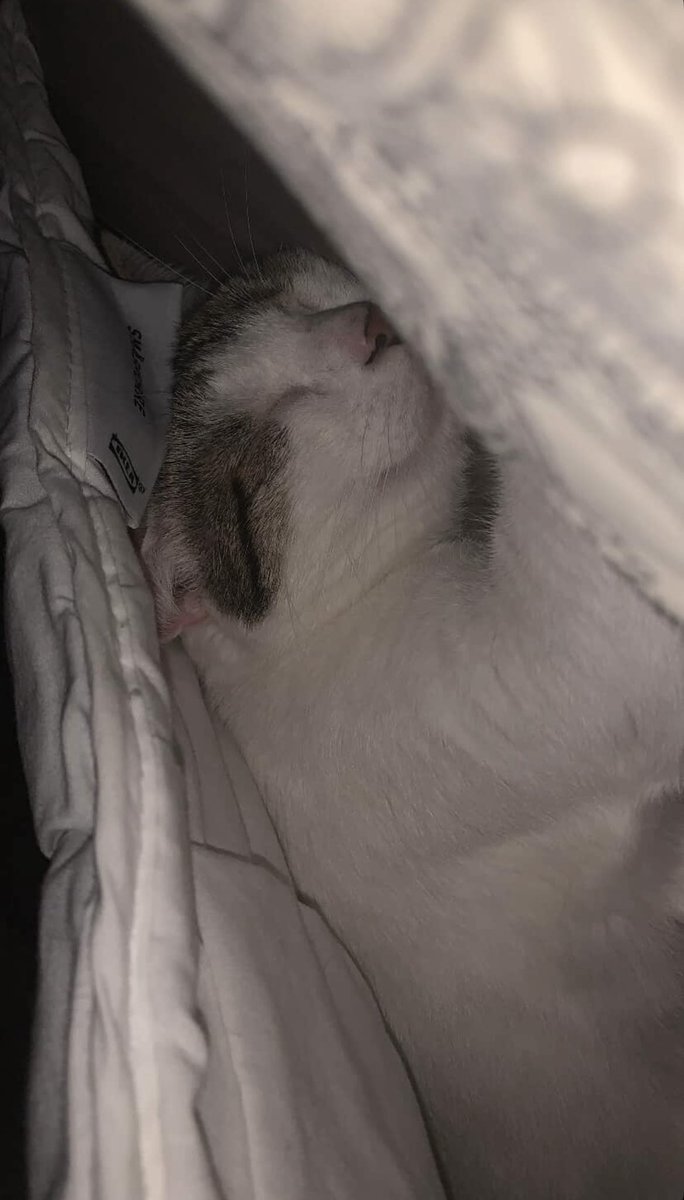 uyuyor ama
iyi mi geceler?