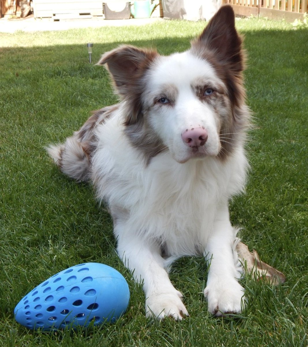 NiiKayyy89's tweet image. Lovely dogs you have ❤️

This is my boy, Nyktos 😄