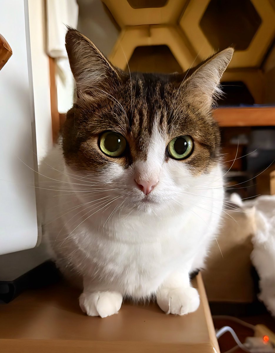 ニコちゃんとこたろう先生とトロとわさび姐さん (@nikoandkotatoro