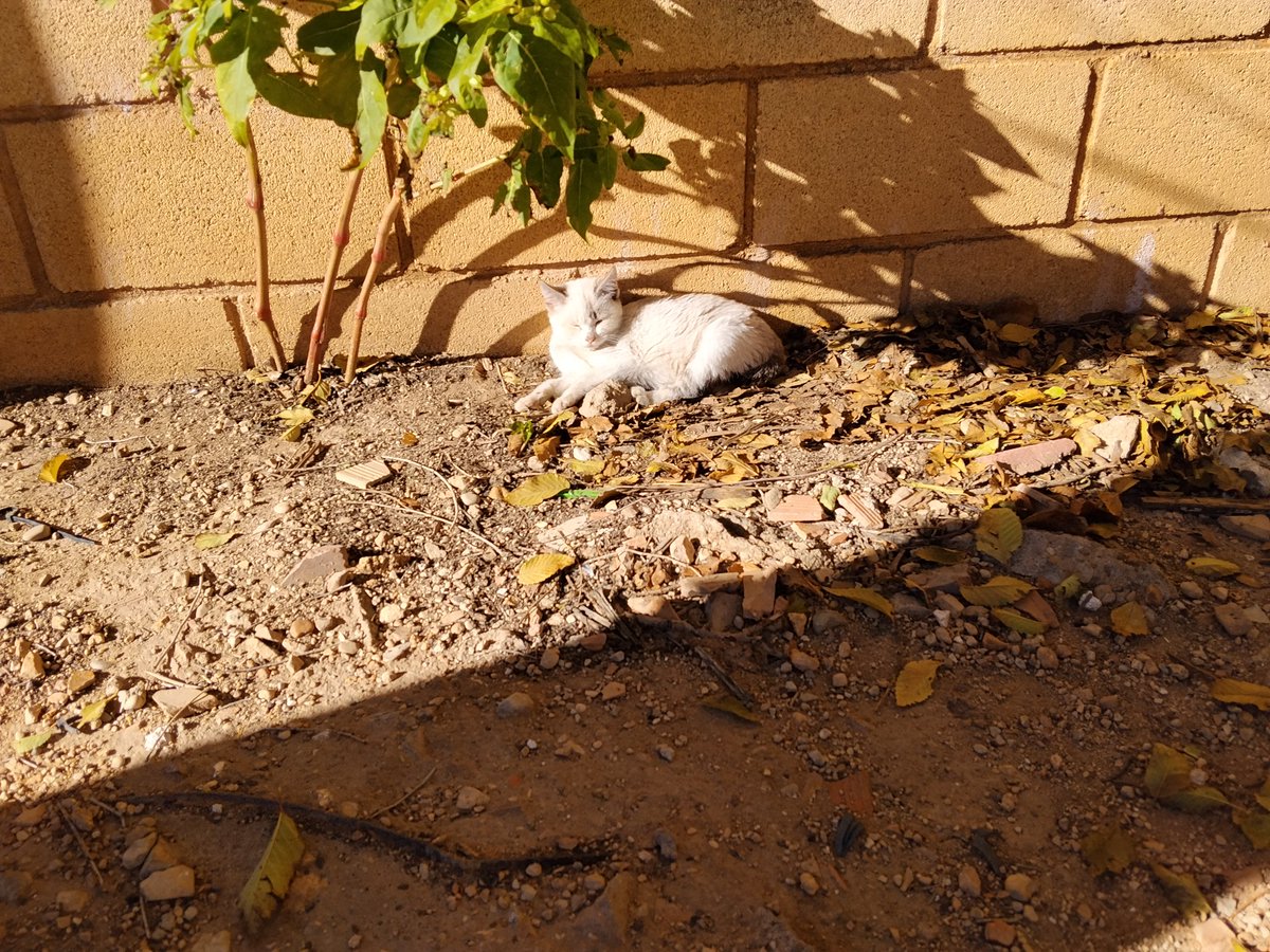 Blogdhistoria's tweet image. Siestorro al sol otoñal

Óleo sobre lienzo