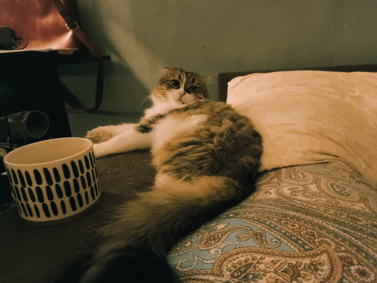 мисс надменность @Кроха