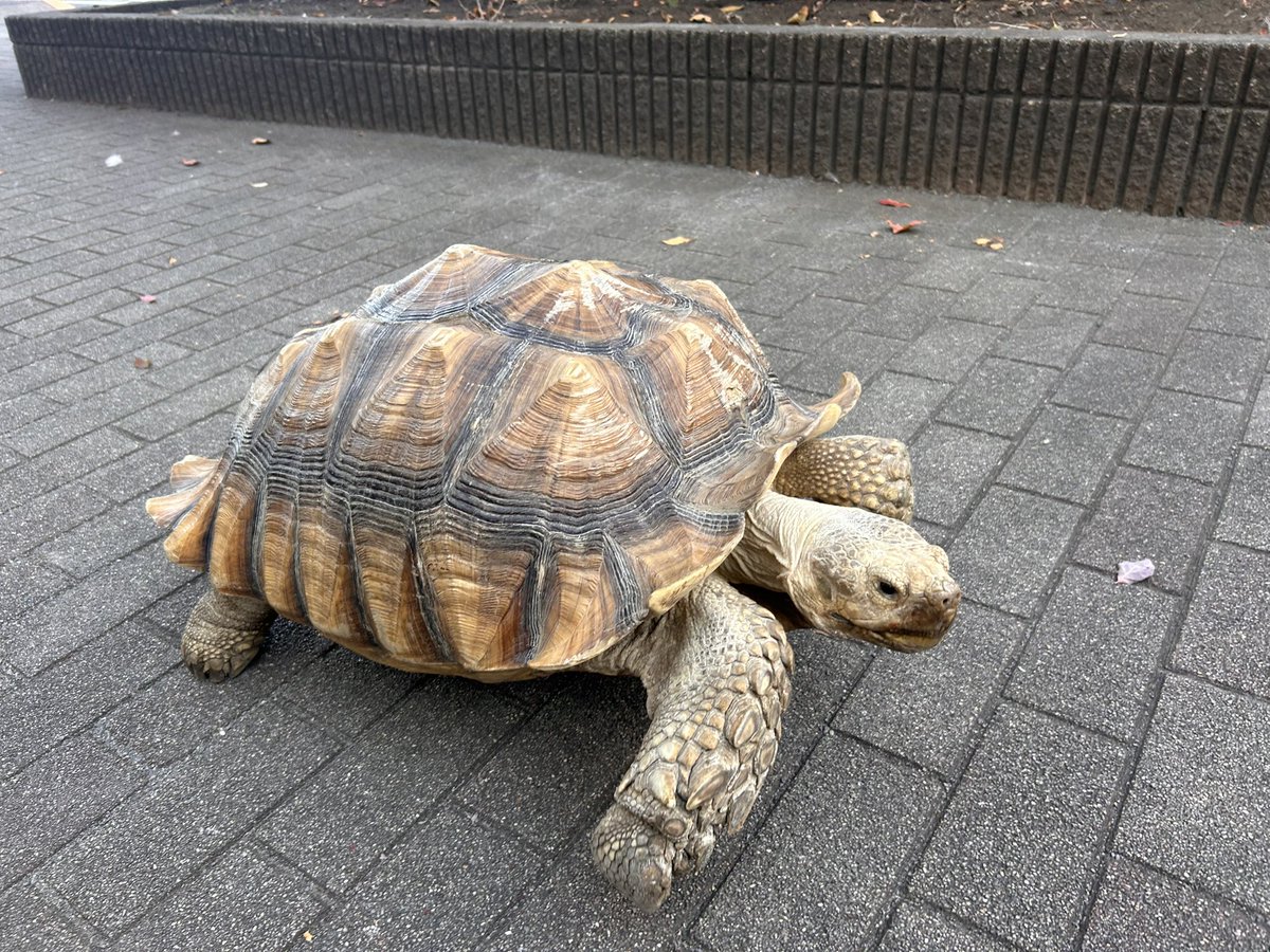 近所の公園でリクガメが散歩をしていました🐢
思わず二度見しちゃいました👀

#glm写真館
#glm795