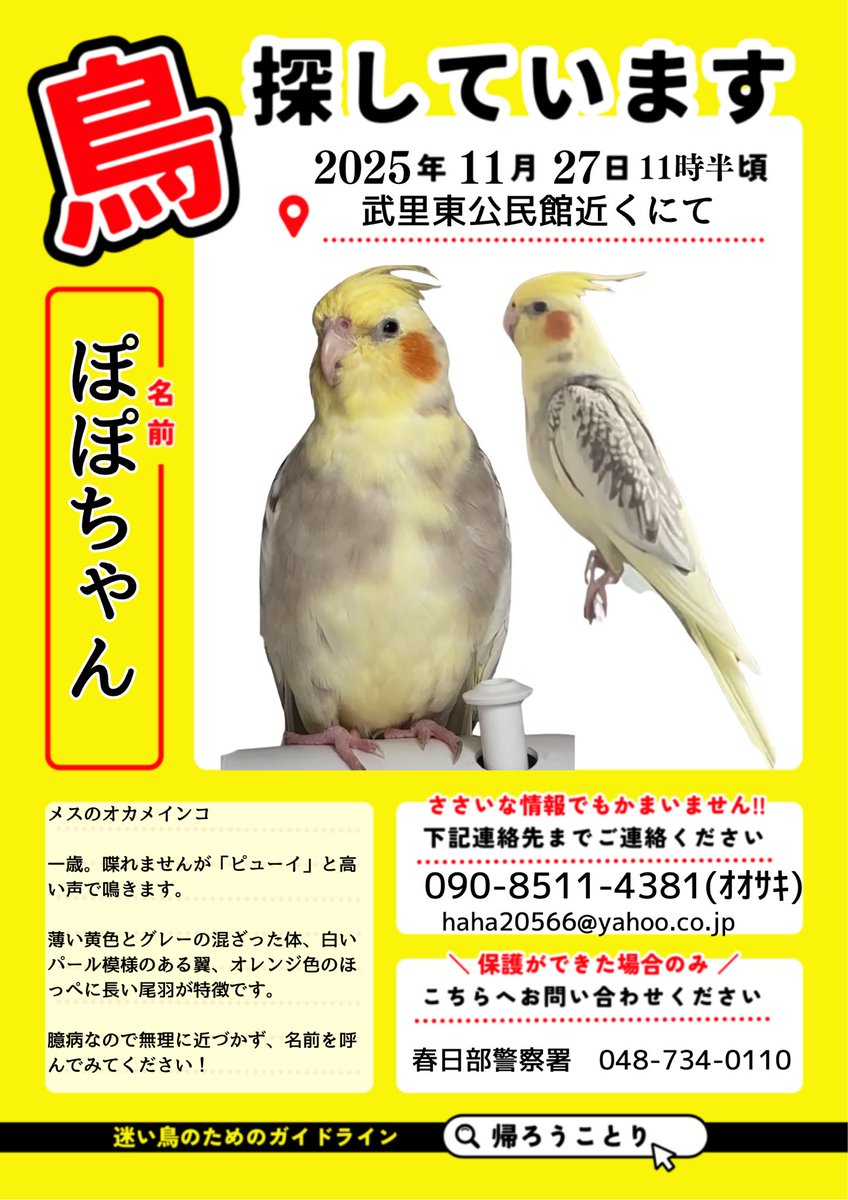 昨日、私の大切な大切な愛鳥のぽぽちゃんを夫が謝ってロストしてしまいました。
埼玉県春日部市内ですが、どこまてわ飛んでしまったのかわかりません。
どんな情報でも構いません下記連絡先やDMにてご連絡ください。
どうかご協力お願いします

#拡散希望 #迷い鳥 #迷子鳥 #迷いインコ #オカメインコ