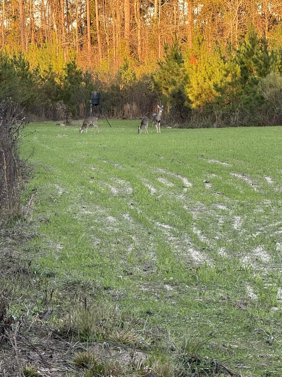 The best part of Turkey Day