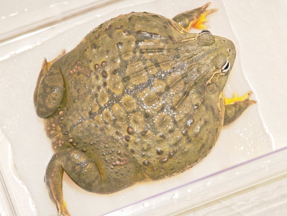 たまごん たまごん (@onsen_tamagon) / Posts / X