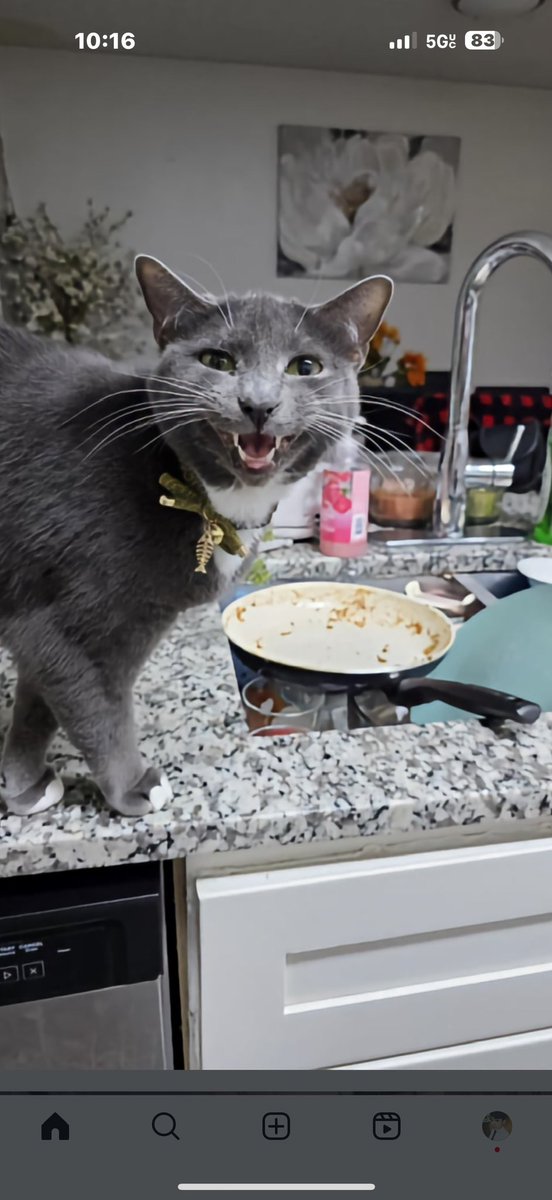 thoma31083's tweet image. Thanksgiving around Smoky is rough he loves turkey and female cats 😳😂