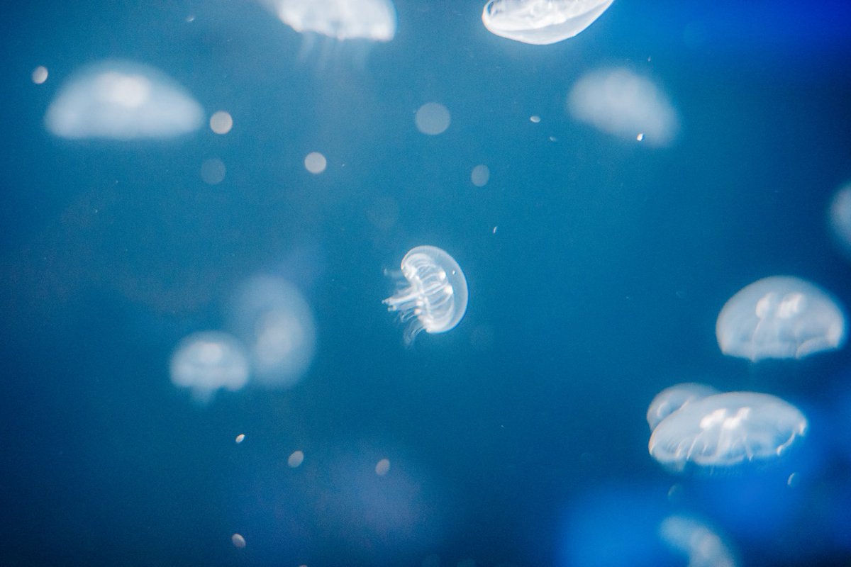 ran_a0_'s tweet image. FUJIFILMで残す水族館