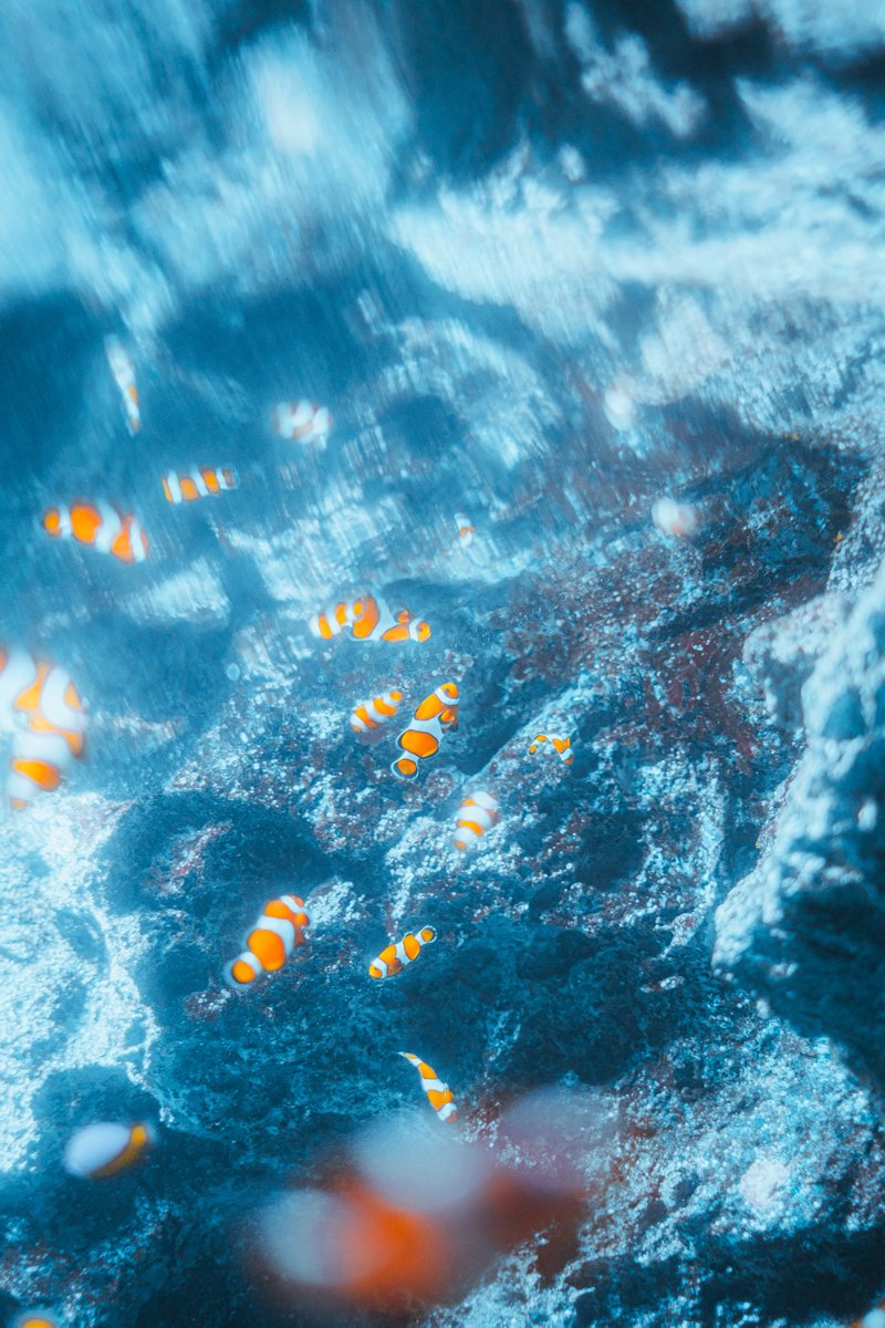 ran_a0_'s tweet image. FUJIFILMで残す水族館