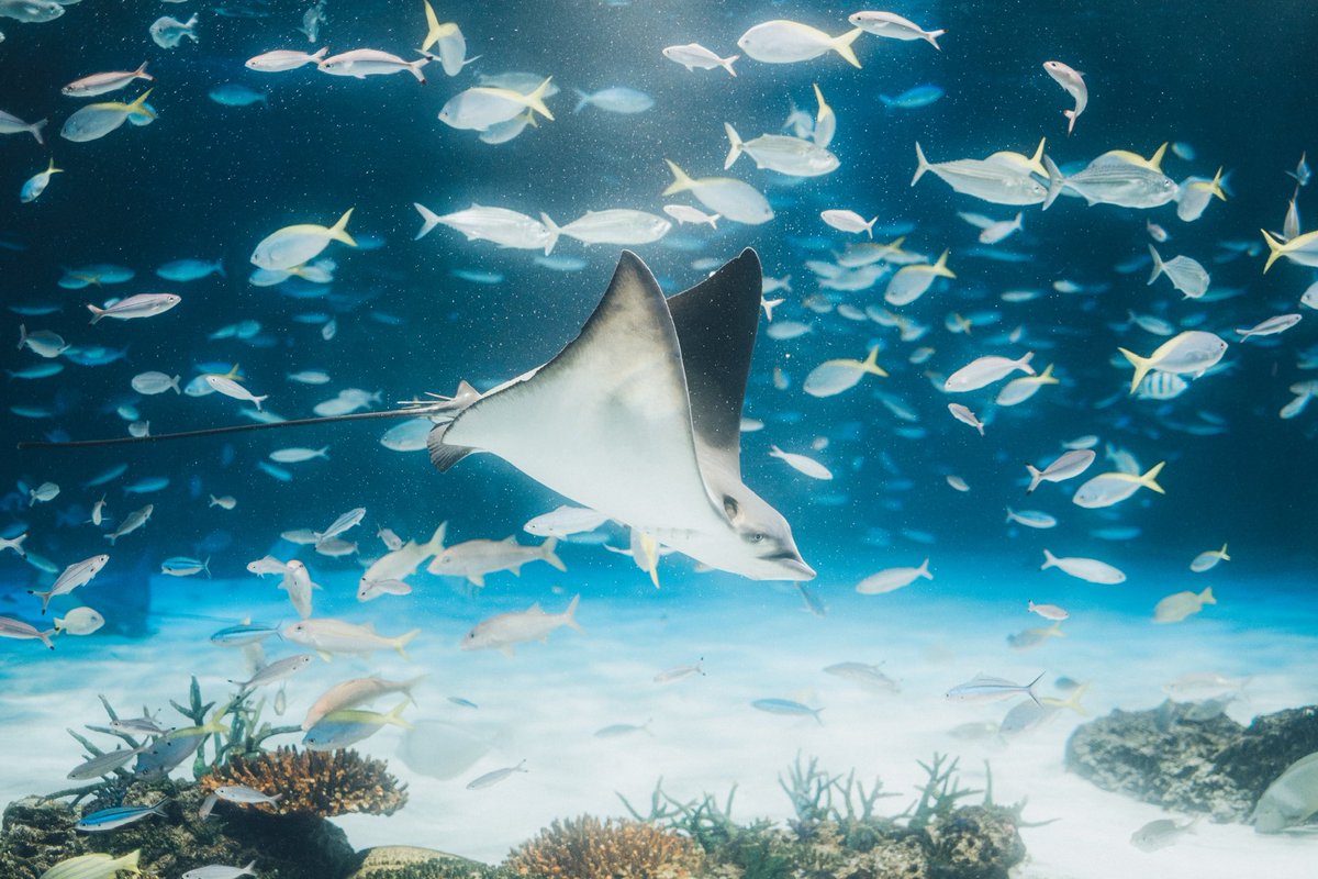 ran_a0_'s tweet image. FUJIFILMで残す水族館