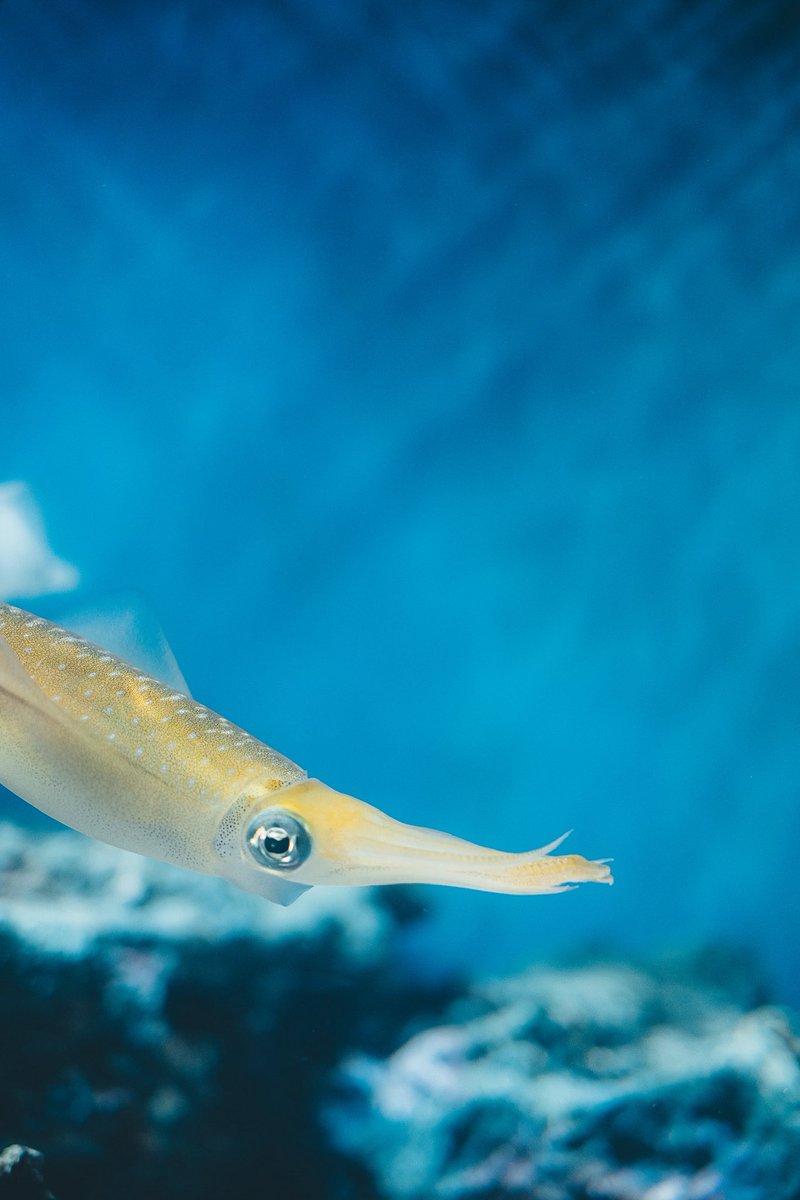 ran_a0_'s tweet image. FUJIFILMで残す水族館