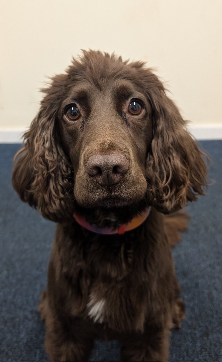 We have a new PD in the house, PD Coco passed her accreditation this week and is now a licensed Digital Evidence Detection Dog.