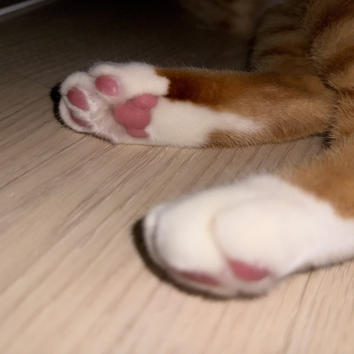 홍시 (@todayhongsi) on Twitter photo 