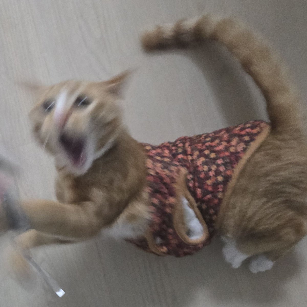 미모 담당                                    코믹도 담당