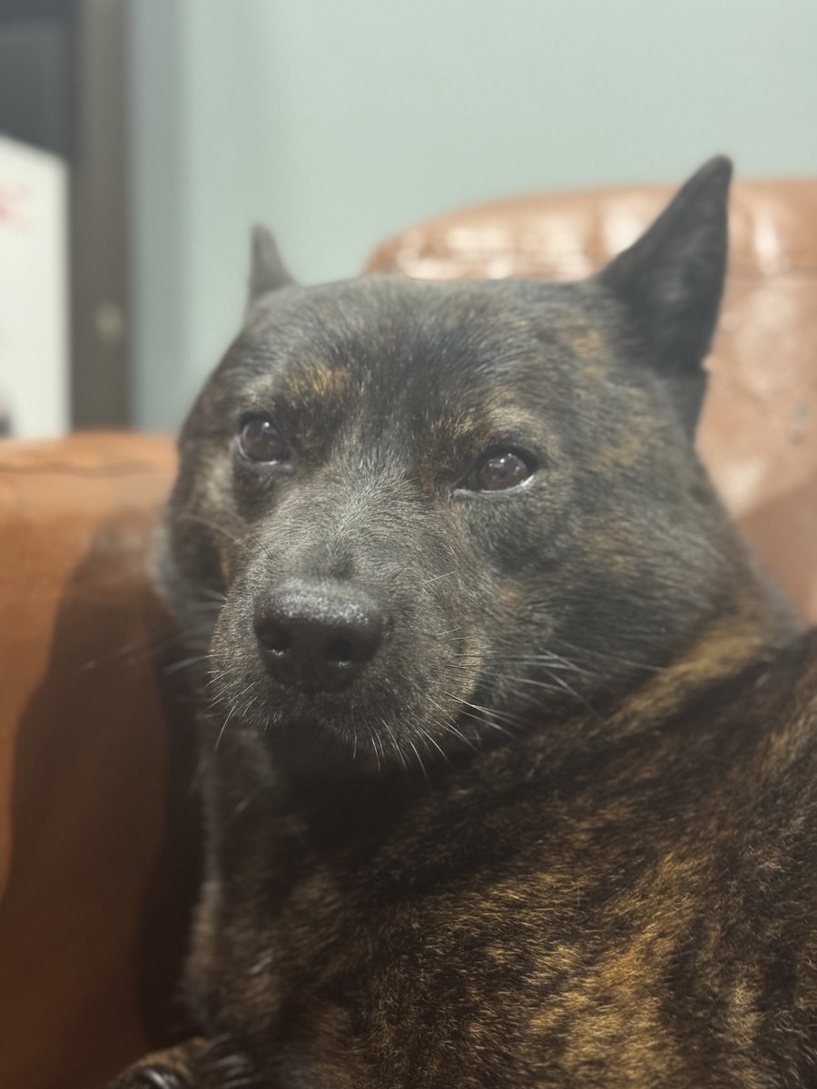 ※黒虎は無事です

昨夜、小さな公園で外国人の飼い主が
ラブラドールと柴犬を
ノーリードでボールを投げて遊んでたらしく
こちらが公園に入った瞬間、夜で見えない中
柴犬がこちらに襲いかかってきました。

黒虎に噛みつこうとしてきたので
私が何度も足で振り払い黒虎を守りましたが