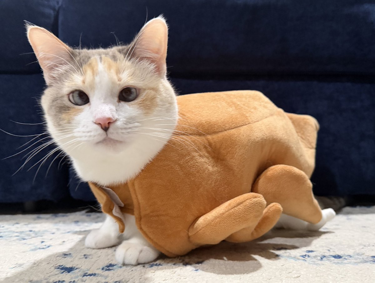 fatfatpankocat's tweet image. HAPPY PANKSGIVING 🦃