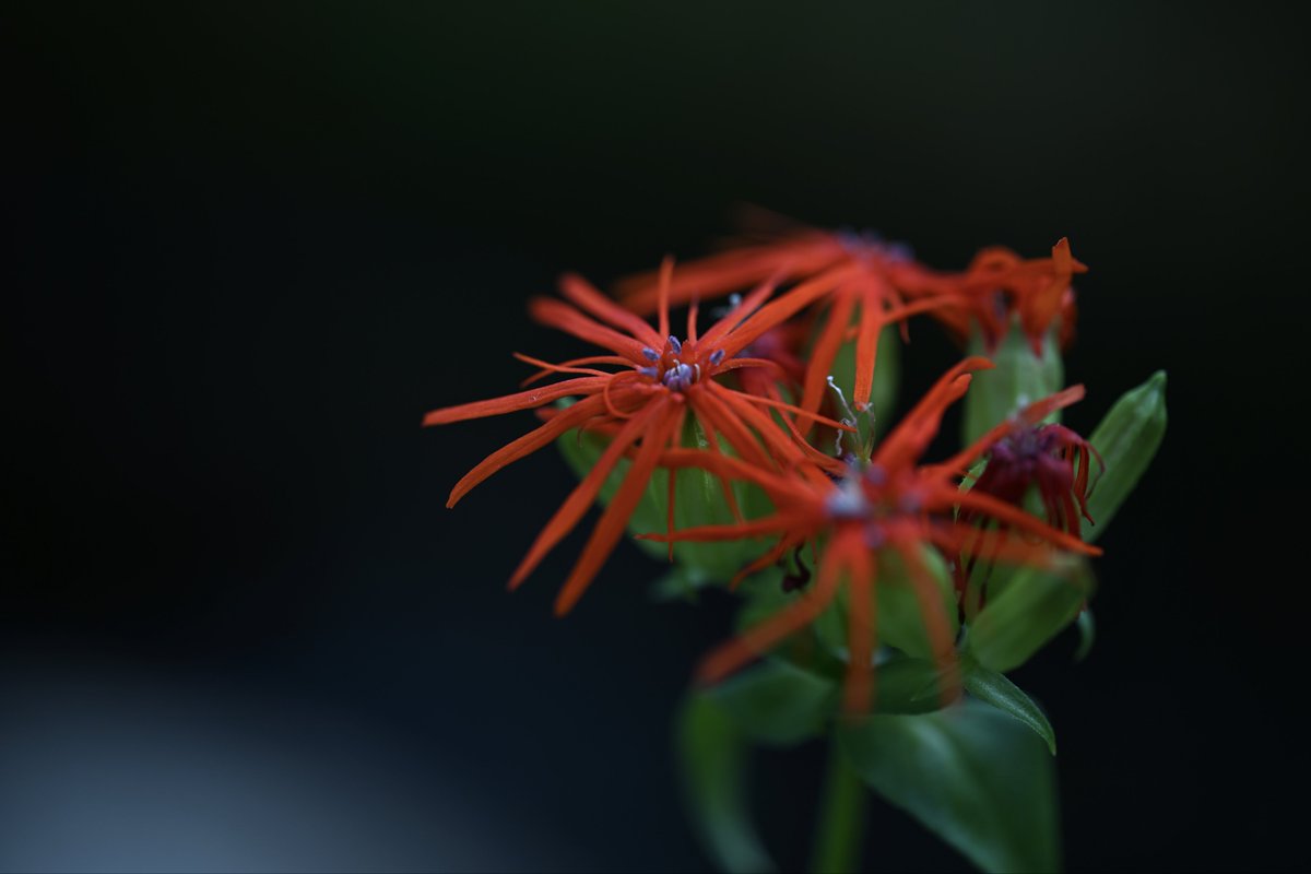 📸kazumi (@zf1118kazumi) / Posts / X