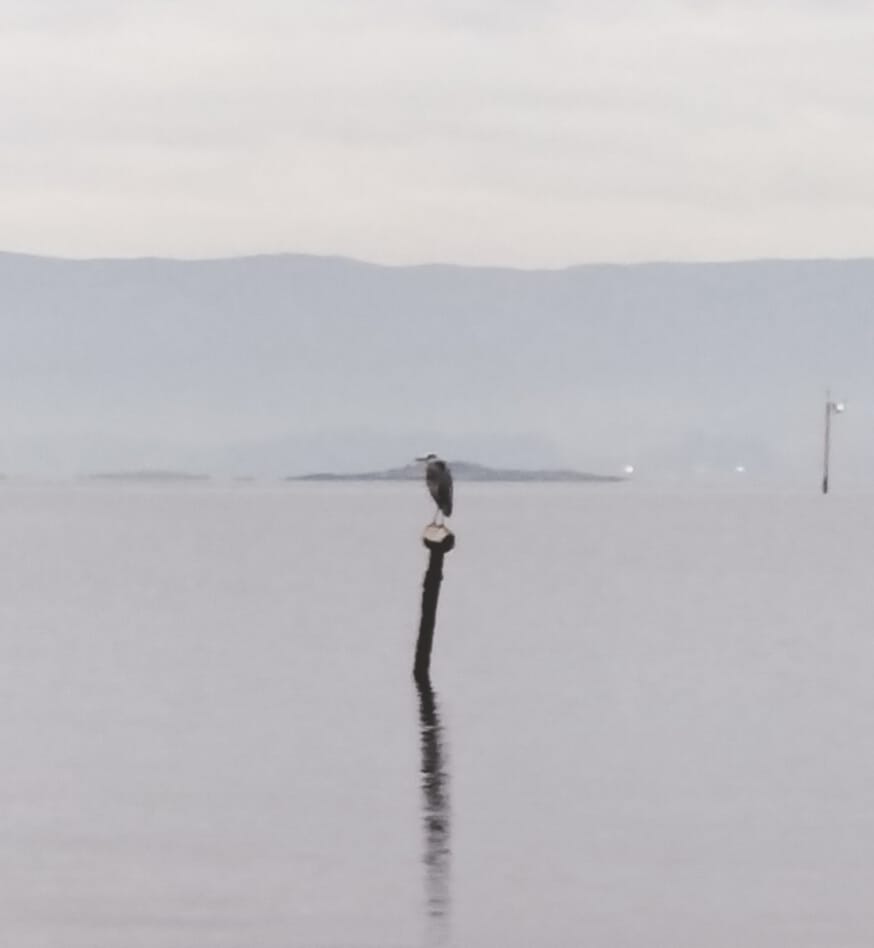 Ollar tras bater a néboa