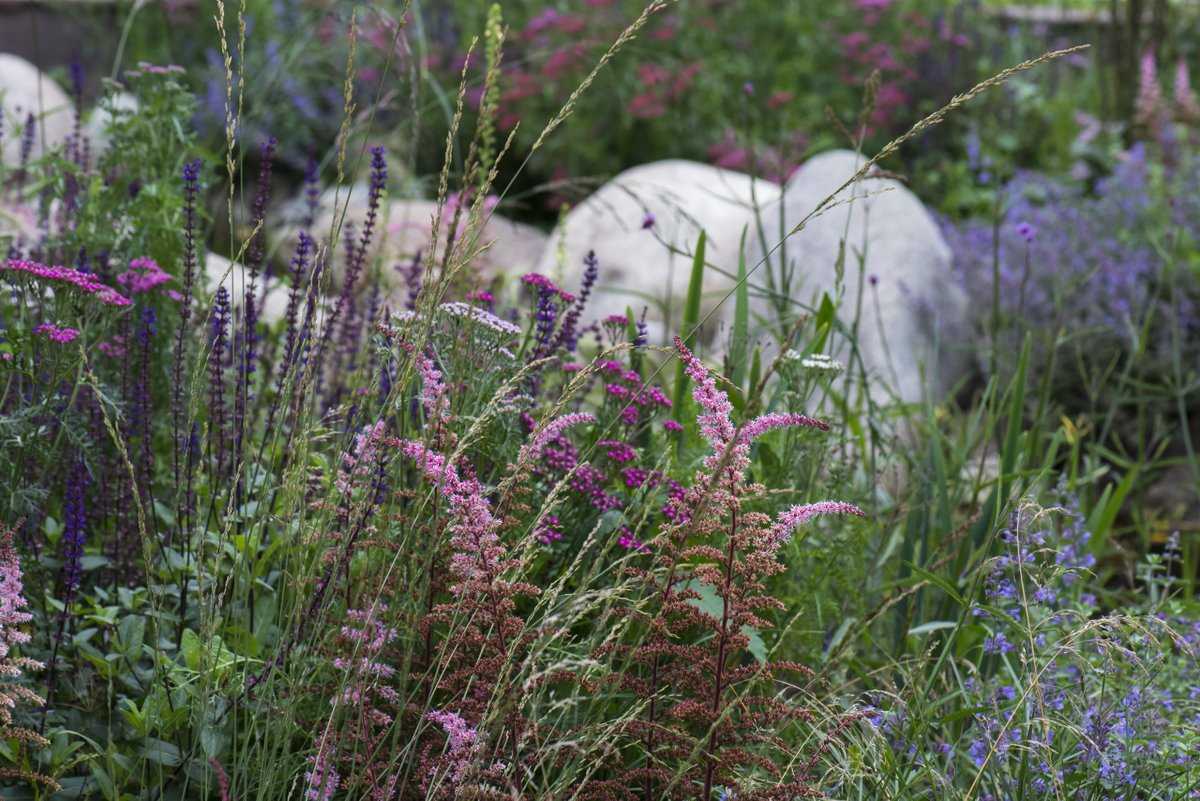 Botanichka's tweet image. Природные цветники «новой волны»: простор, обилие злаков и трав, и потрясающие ароматы!

Сады «новой волны» отличаются от классических цветников тем, что создают впечатление дикой природы.

А как вы относитесь к данному направлению в ландшафтном дизайне?
#ландшафтный_дизайн