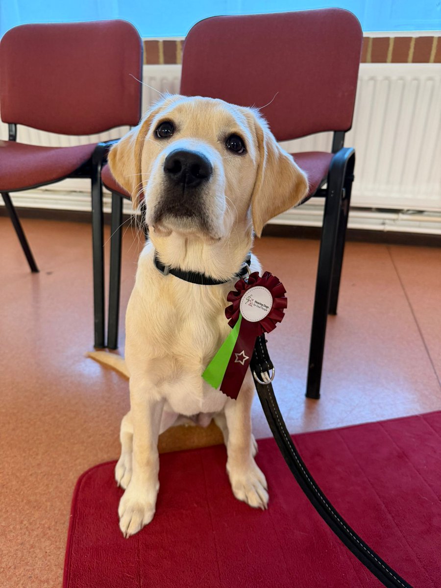 Hearing Dogs for Deaf People tweet media