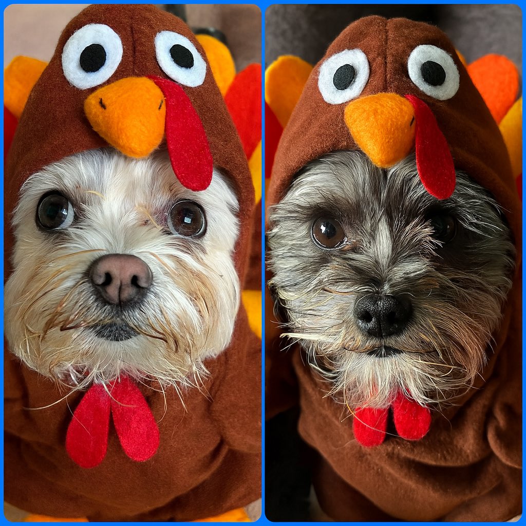 MuppetDogsMom's tweet image. Oliver Jean and Elliott want to wish everyone a wonderful and happy Thanksgiving Day!