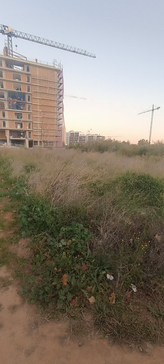 #viladecans #greenleaf
Lamentable la deixadesa en la jardineria en la frontera entre el nou barri de llevant i el parc de la torre roja.
Tot i que de tant en tant pasen jardiners, aquestes herbes ni les toquen.