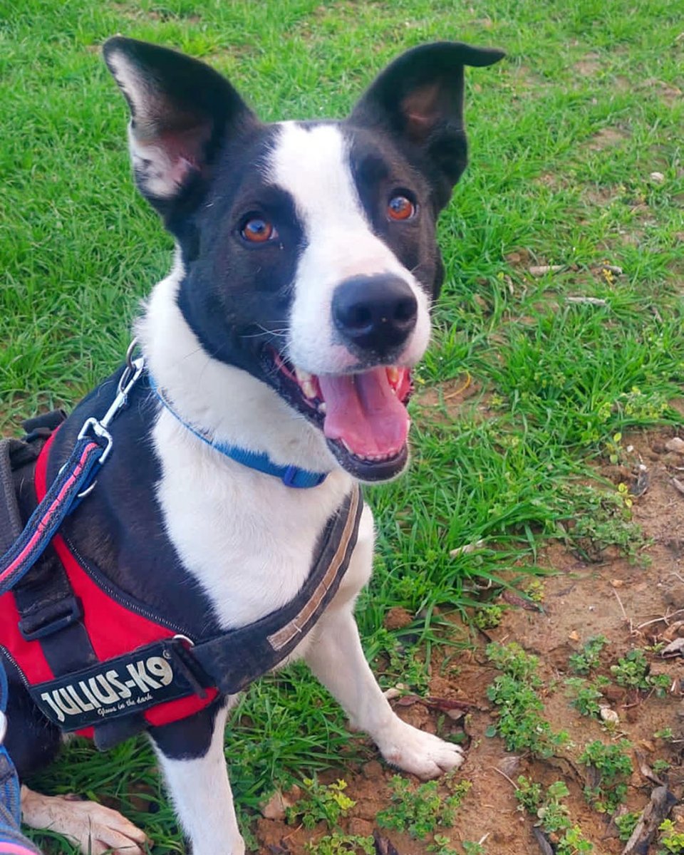 ADOPTA en Dic, un gos creuat de #BorderCollie de 3 anys molt afectuós i intel·ligent. Mida mitjana. 

Té energia 🔋, per tant, necessita una família que li proporcioni un nivell d'activitat física alt.  

Pot conviure amb gossos 🐶. Amb gats 😸 s’hauria de provar. 

📩 Escriu-nos