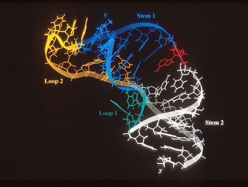 Specifiek RNA-molecuul helpt huidkankercellen ontsnappen aan het immuunsysteem: beste-id.nl/nieuws/specifi…
<a href="/LeucciLRCB/">Eleonora Leucci</a> <a href="/KU_Leuven/">KU Leuven</a>