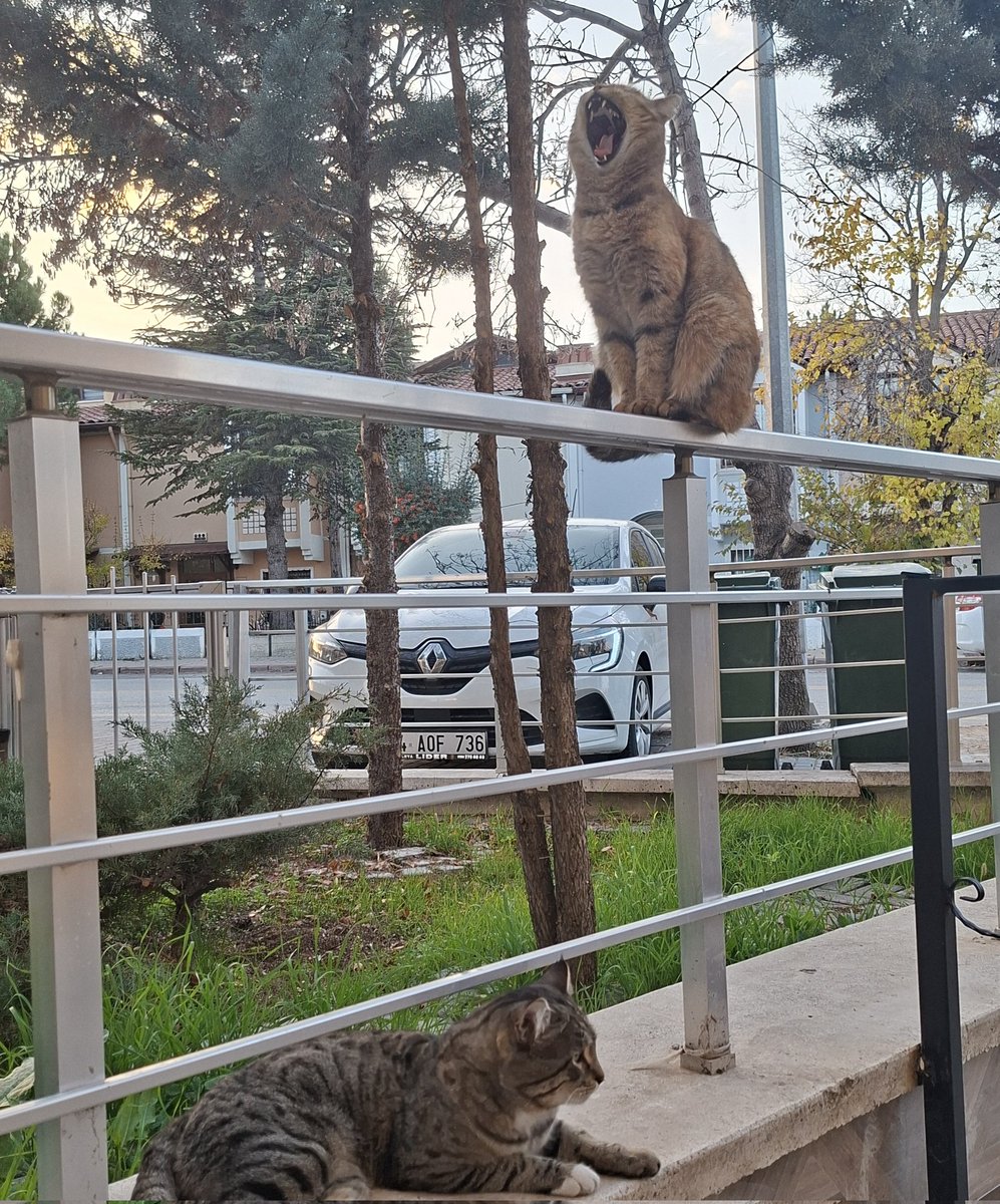 eve geldigimde kapıda beni bekliyorlarmıs  
(ikinci fotoda tam esnerken yakalamısımm cok tatlıs 🥹🥹