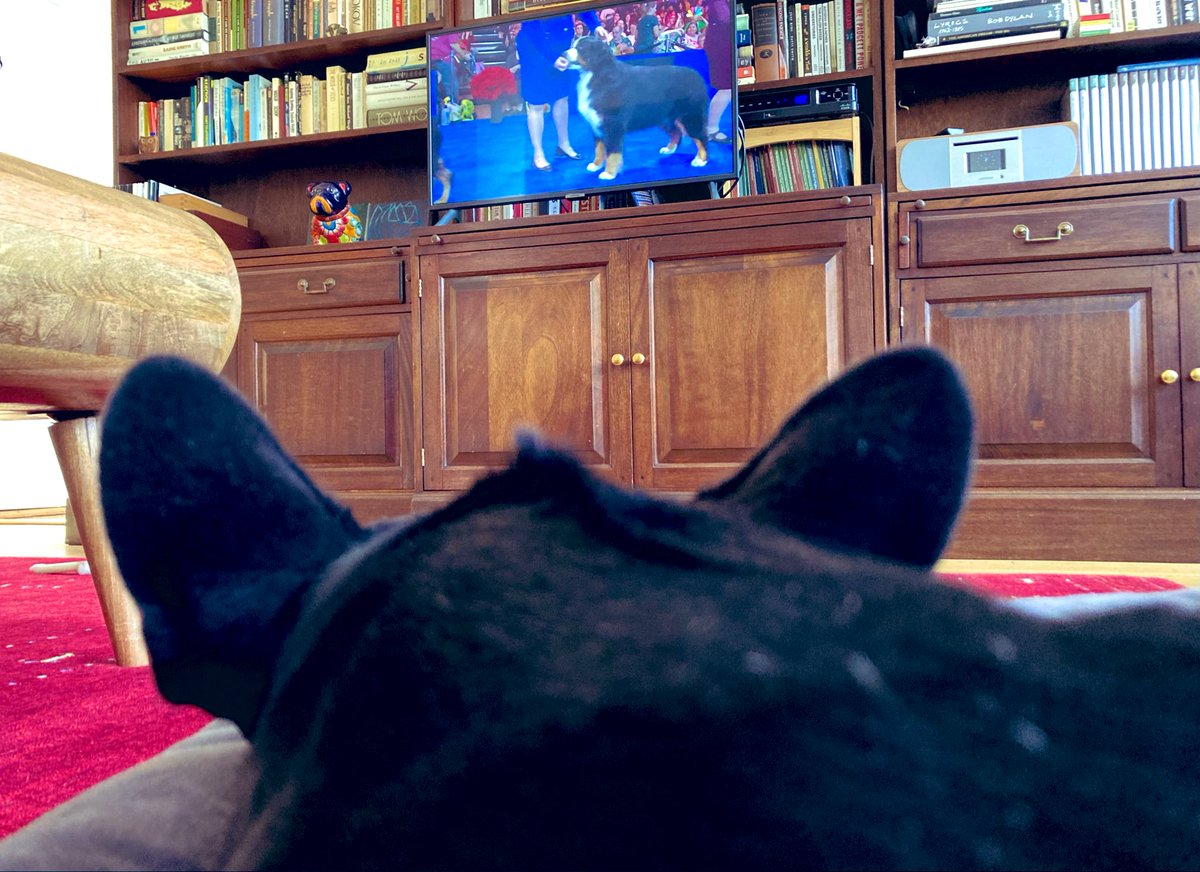 FrenchieColette's tweet image. Best in snooze, that’s me. @TheNatlDogShow #Thanksgiving #Thanksgiving2025 #dogs #frenchbulldog