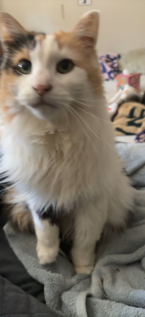 Jewell032010's tweet photo. Happy Thanksgiving 🦃 from Jewell and her humans. https://t.co/HOdYMXmbAF