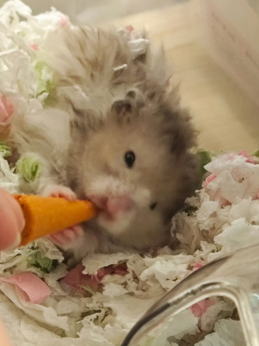 芝麻小宝贝 我们喜欢你🫶#金丝熊