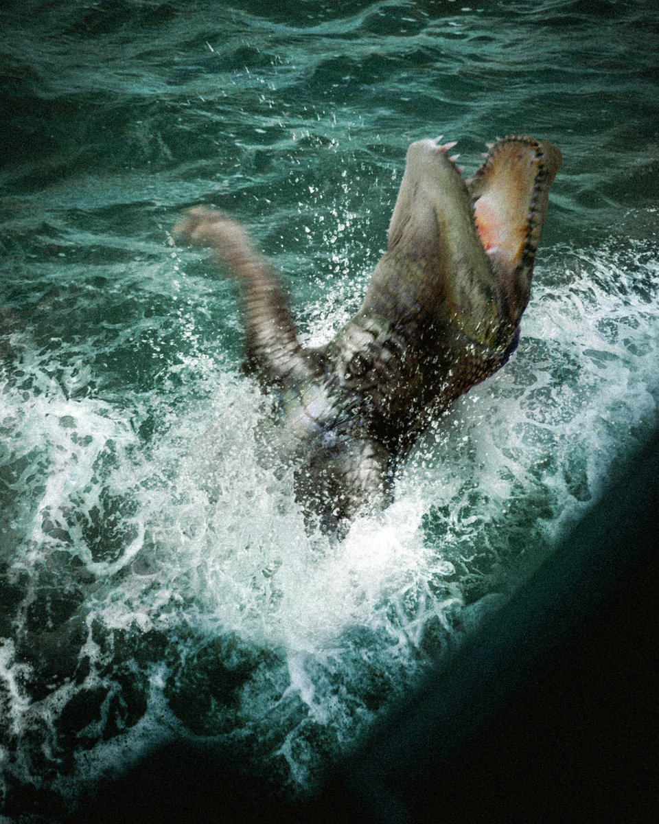 Siren Alligators are the most specialized human predators. These pack hunters have two distinct ways of mimicking our species.
Juveniles thrash in the water, using their face-like throat markings to appear like a drowning person. The pack attacks when someone attempts a rescue.