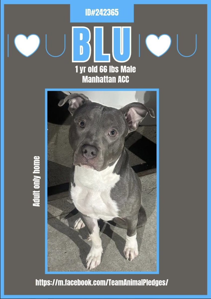 BeeDoDoobieDo's tweet image. 😌Sometimes all it takes is one picture.
One moment captured that starts a lifetime of love
and friendship ~ Meet🆕intake 💠🔹BLU🔹💠
nycacc.app/browse/242365

💙1yr old, his eyes show his fear, his demeanor shows his good manners. Blu is a puppy full of hopes &amp;amp; dreams, energy,…
