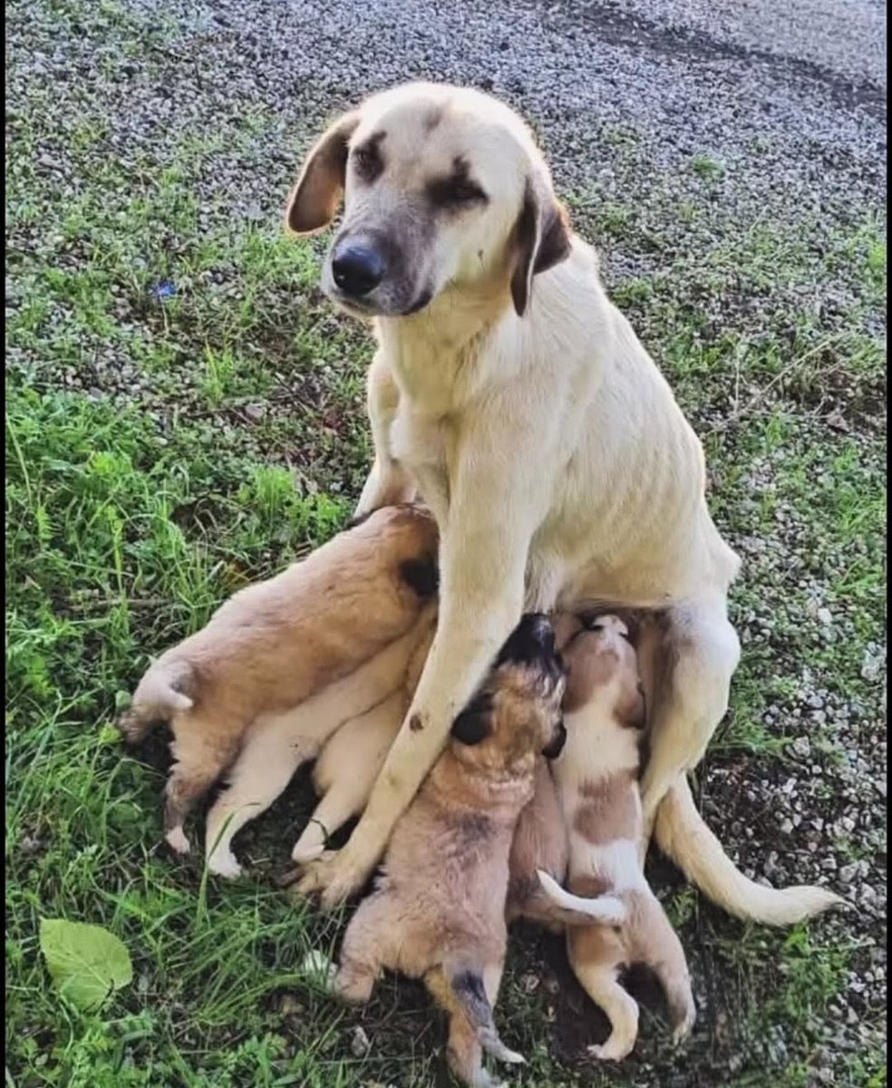 Katillerin kol gezdiği bir ülkede sokak köpekleri
masumiyetin tek simgesidir.
#ZulmeOrtakOlmayacağım