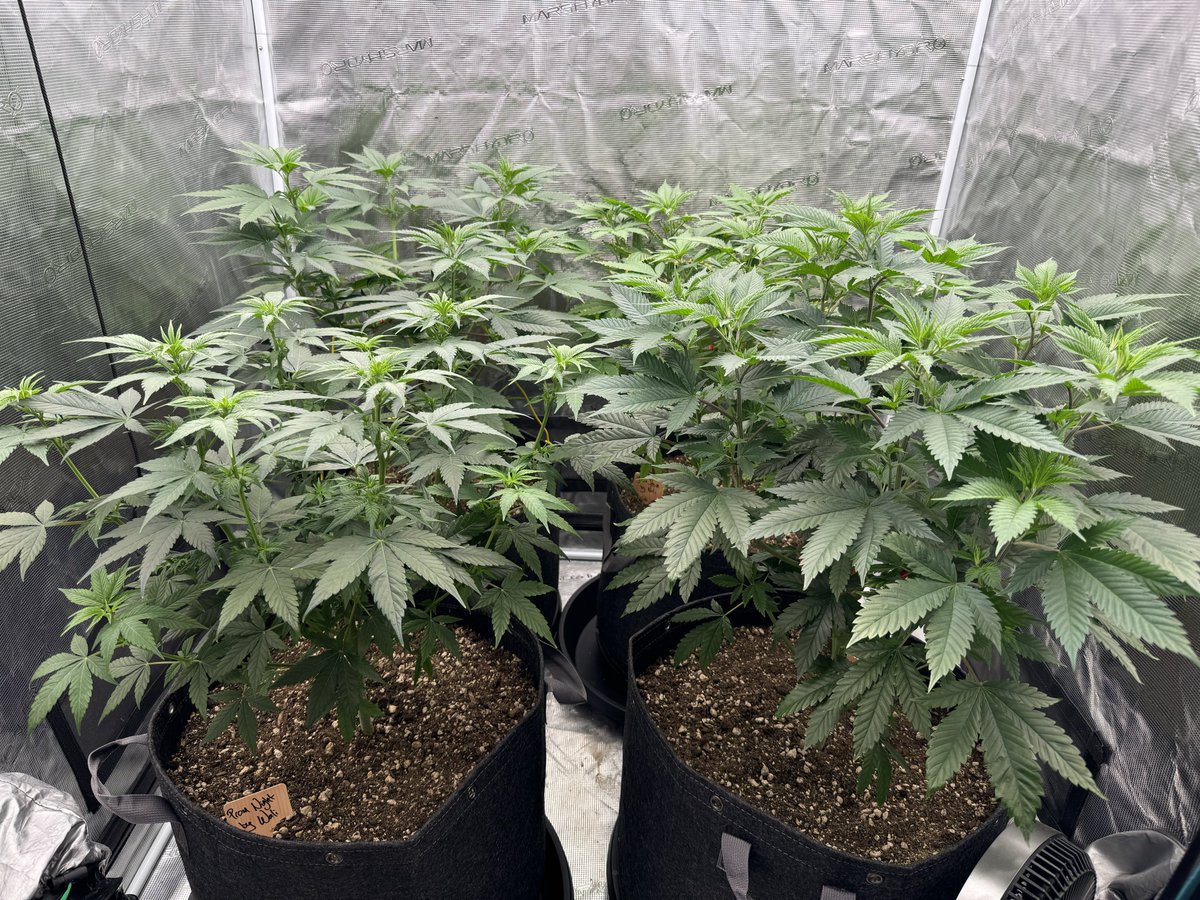 Sending the plants into flower today, they’re ready 💪

Prom Night, Glue Prom, and Yoda Prom by <a href="/walipini/">Walipini Seeds</a> 

Chemdog ‘91 x Chemdog #4 by <a href="/humboldt_csi/">CSI:Humboldt</a>